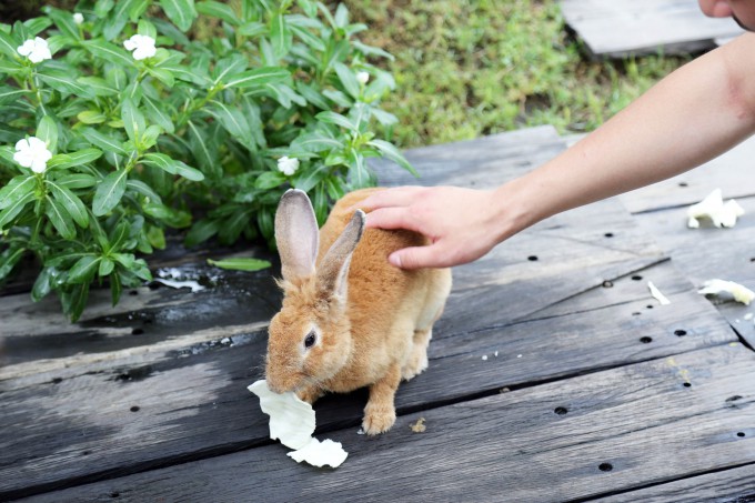 エサを食べるウサギ