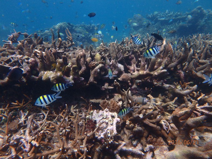 レンボンガンのサンゴ礁と魚