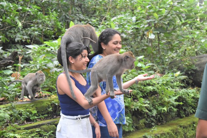 バリ島モンキーフォレストの猿と観光客